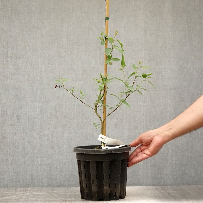 Exemplar von Corymbia citriodora - Zitroneneukalyptus Topf mit 3L/4L wie im Sommer geliefert