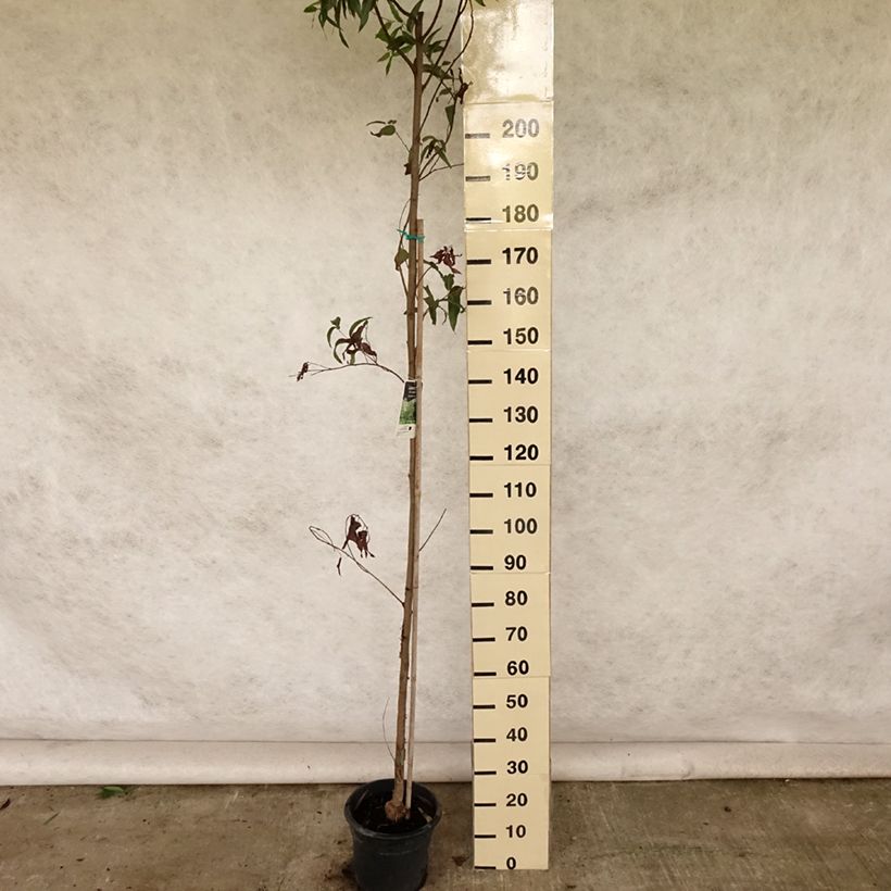 Exemplar von Corymbia citriodora - Zitroneneukalyptus Topf mit 7,5L/10L wie im Sommer geliefert
