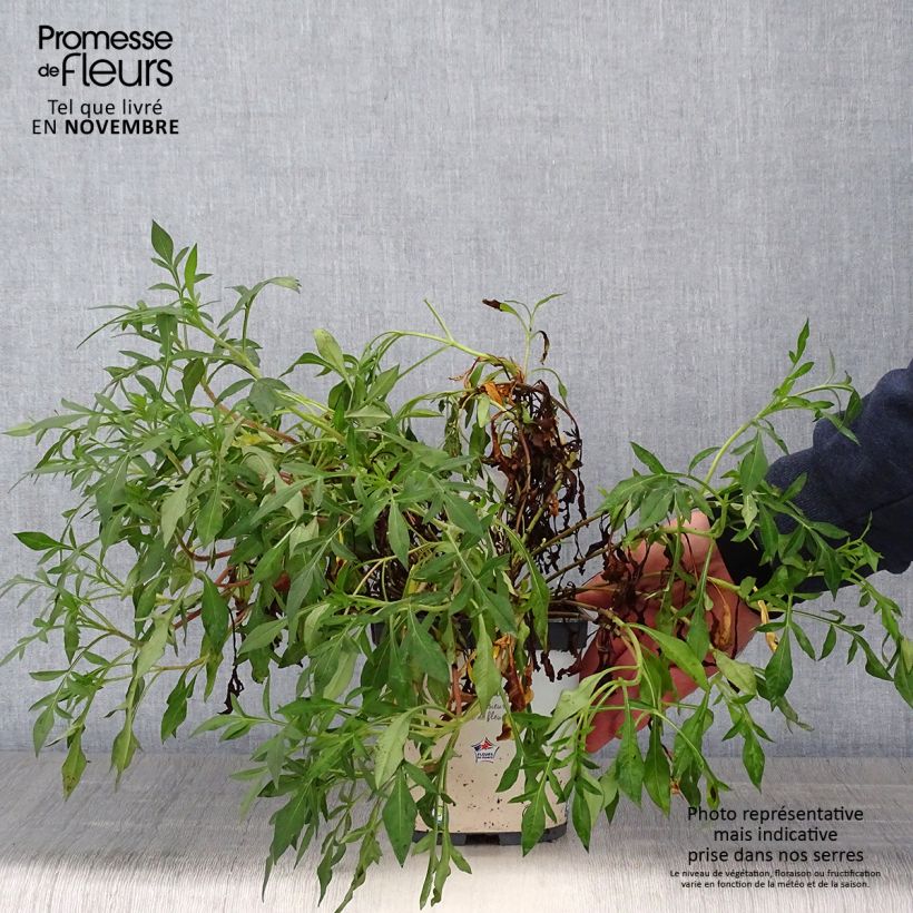 Exemplar von Schokoladen-Kosmee Chocamocha - Cosmos atrosanguineus Topf mit 2L/3L wie im Herbst geliefert