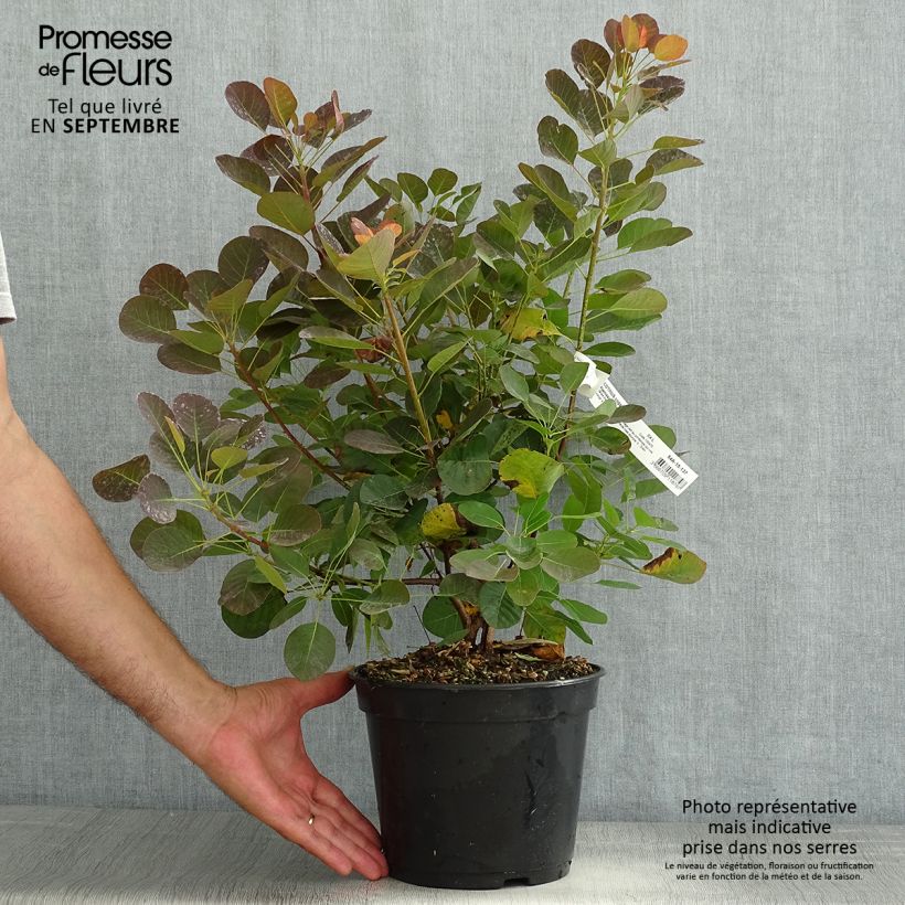 Exemplar von Perückenstrauch Flamissimo - Cotinus coggygria Topf mit 4L/5L wie im Sommer geliefert