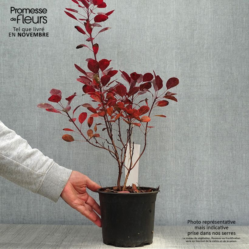 Exemplar von Perückenstrauch Lilla - Cotinus coggygria Topf mit 3L/4L wie im Herbst geliefert