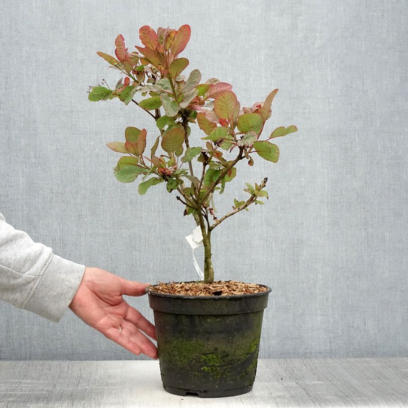 Exemplar von Perückenstrauch Old Fashioned - Cotinus coggygria Topf mit 3L/4L wie im Sommer geliefert