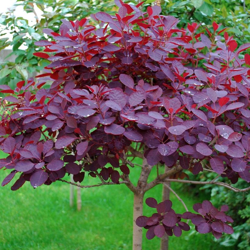 Perückenstrauch Royal Purple - Cotinus coggygria (Laub)