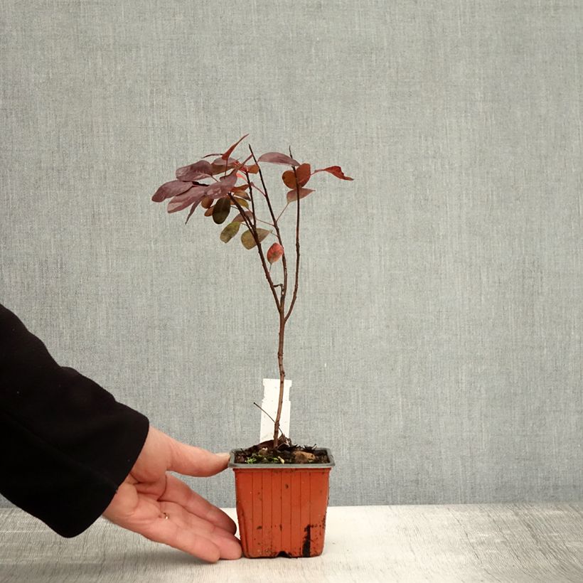 Exemplar von Perückenstrauch Royal Purple - Cotinus coggygria Kleine Töpfe von 8/9 cm wie im Herbst geliefert