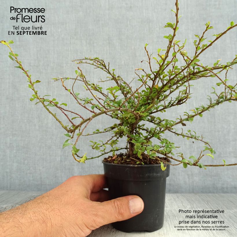 Exemplar von Cotoneaster adpressus Little Gem - Zwergmispel Topf 10 cm/11cm wie im Sommer geliefert