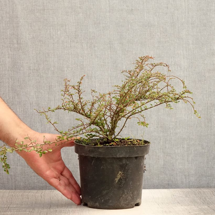 Exemplar von Cotoneaster adpressus Little Gem - Zwergmispel Topf mit 2L/3L wie im Sommer geliefert