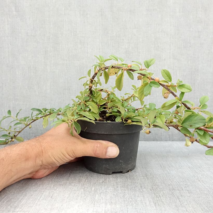 Exemplar von Cotoneaster dammeri Major - Teppich-Zwergmispel Topf mit 1L/1,5L wie im Sommer geliefert