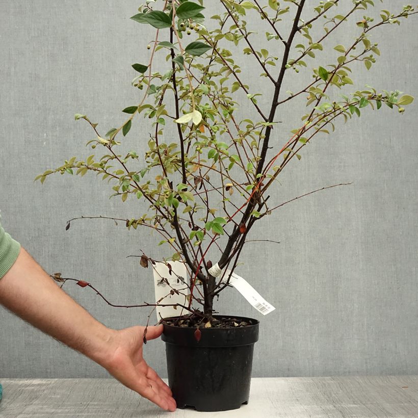 Exemplar von Cotoneaster franchetii - Zwergmispel Topf mit 2L/3L wie im Sommer geliefert