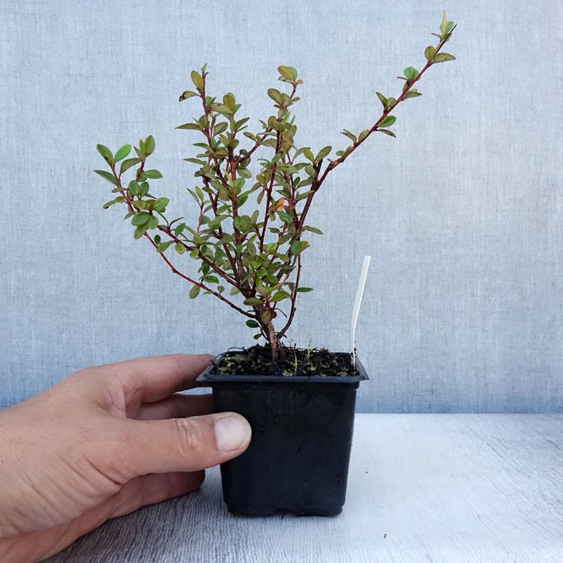 Exemplar von Cotoneaster lacteus - Zwergmispel Kleine Töpfe von 8/9 cm wie im Sommer geliefert
