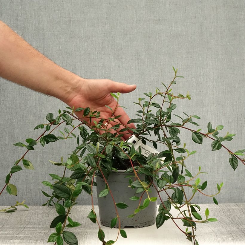 Exemplar von Cotoneaster lacteus - Zwergmispel Topf mit 2L/3L wie im Sommer geliefert