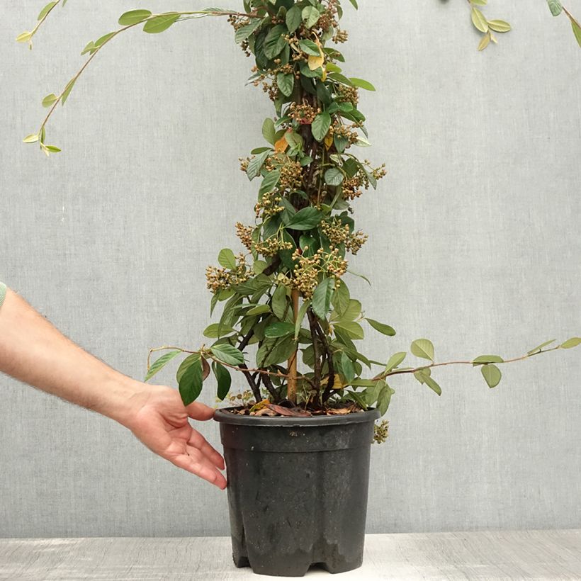 Exemplar von Cotoneaster lacteus - Zwergmispel Topf mit 7,5L/10L wie im Sommer geliefert
