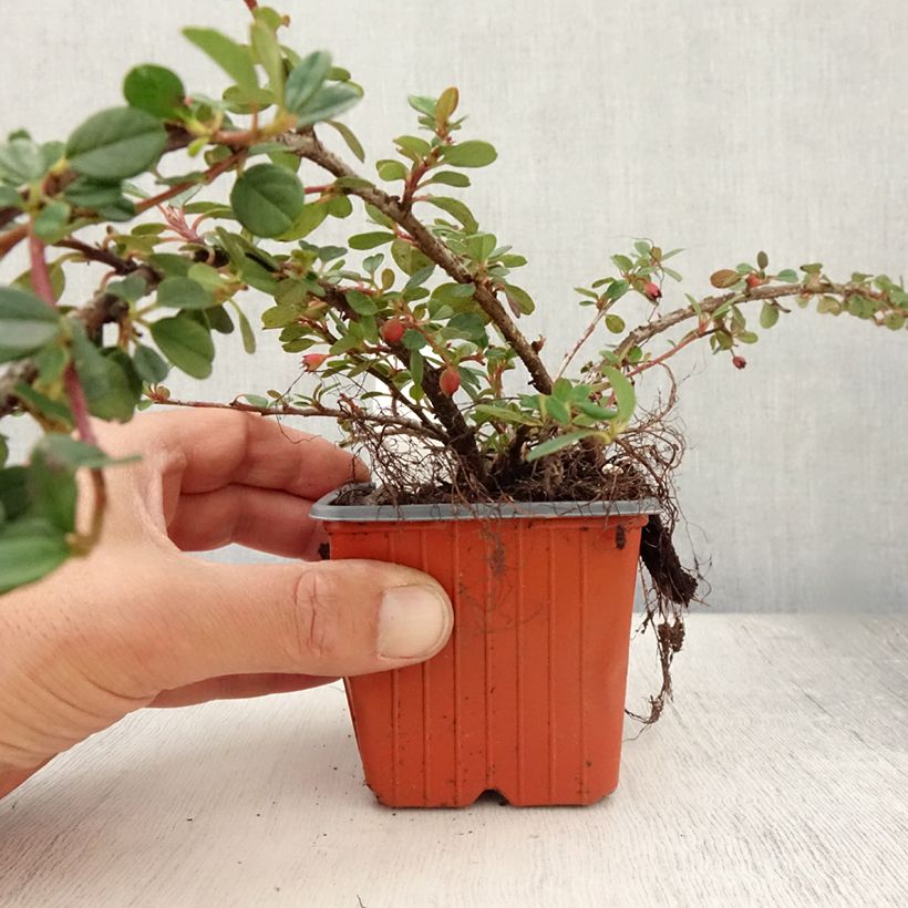 Exemplar von Cotoneaster procumbens Queen of Carpets - Teppich-Zwergmispel Kleine Töpfe von 8/9 cm wie im Sommer geliefert