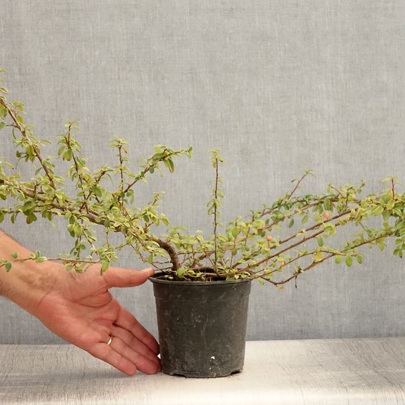 Exemplar von Cotoneaster suecicus Skogholm - Zwergmispel Topf mit 1L/1,5L wie im Sommer geliefert