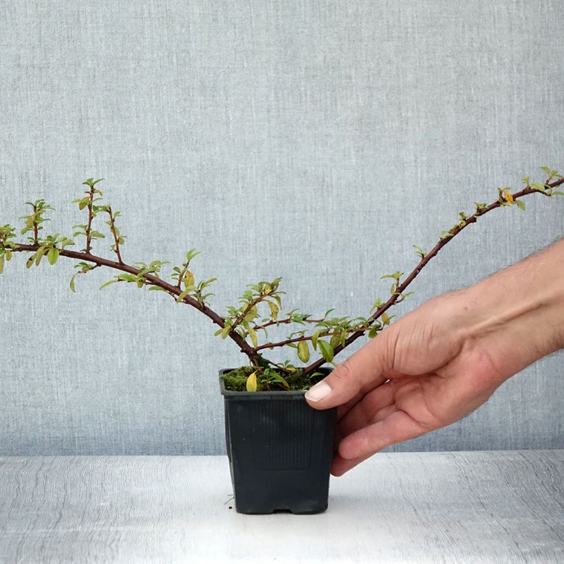 Exemplar von Cotoneaster suecicus Skogholm - Zwergmispel Kleine Töpfe von 8/9 cm wie im Sommer geliefert