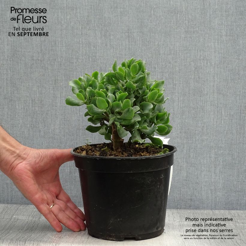 Exemplar von Crassula arborescens Curly Grey - Dickblatt Topf mit 3L/4L wie im Herbst geliefert