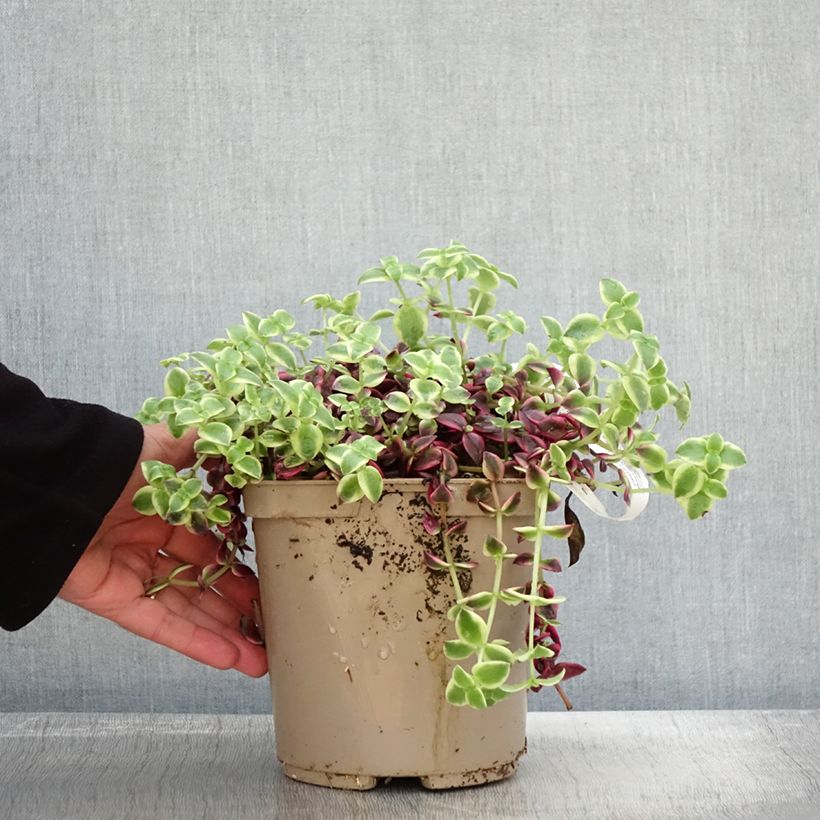 Exemplar von Crassula Desert Diamond Topf mit 3L/4L wie im Herbst geliefert