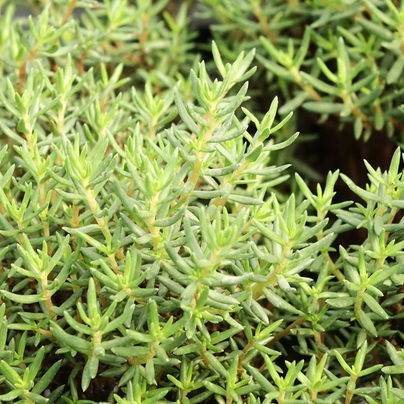 Crassula sarcocaulis (Laub)