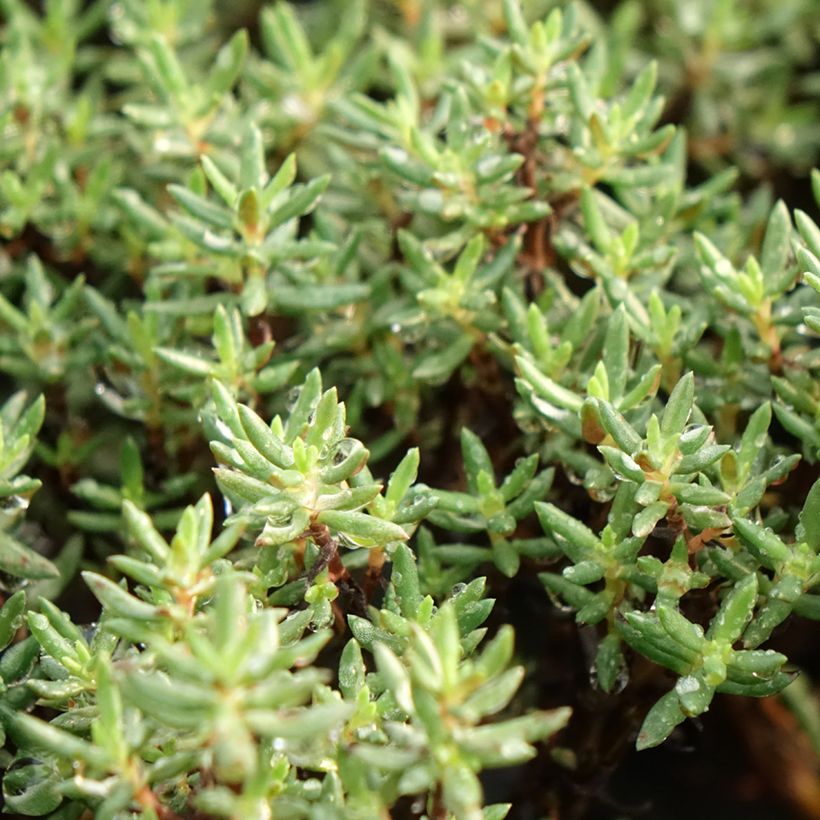 Crassula sarcocaulis (Laub)