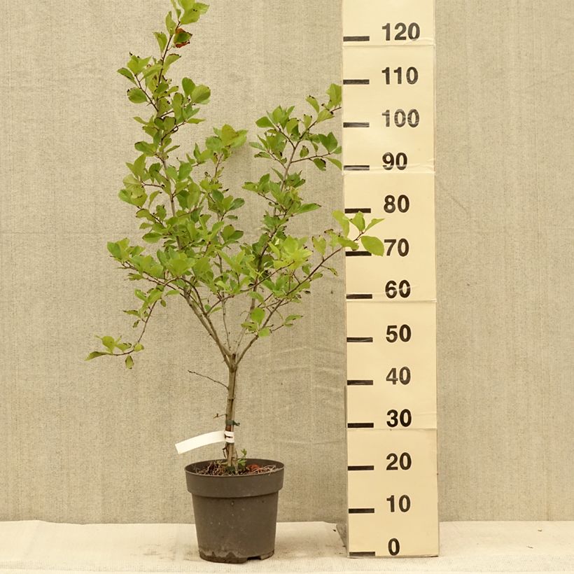 Exemplar von Hahnensporn-Weißdorn - Crataegus crus-galli Topf mit 6L/7L wie im Sommer geliefert