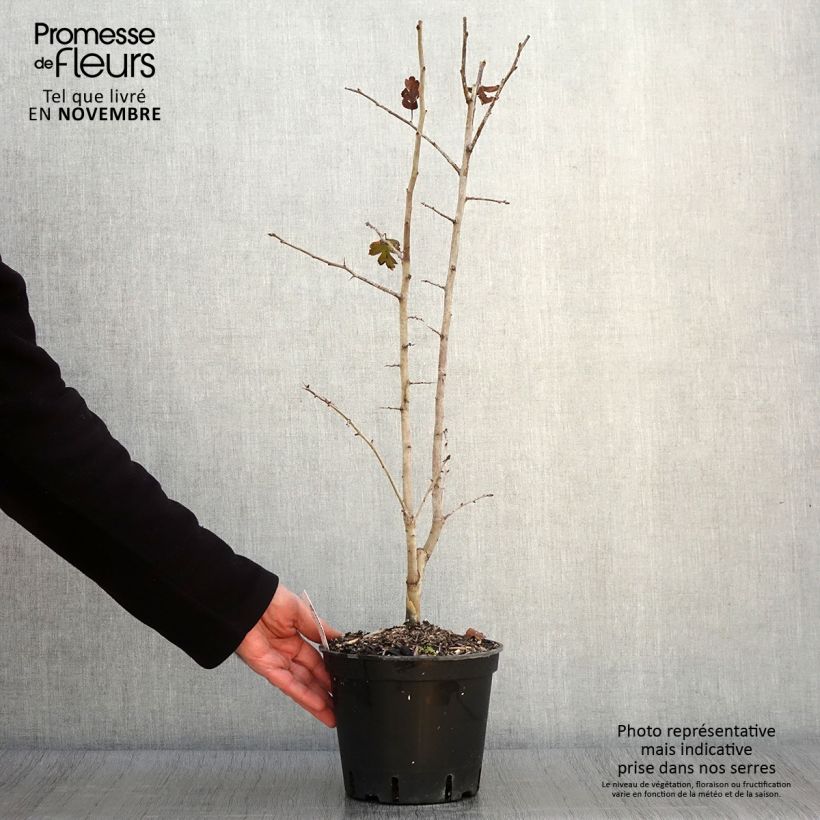 Exemplar von Crataegus laevigata Rosea Flore Pleno - Zweigriffliger Weißdorn Topf mit 3L/4L wie im Herbst geliefert
