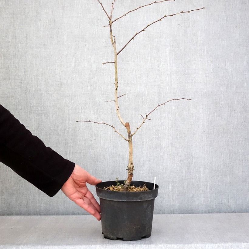 Exemplar von Crataegus laevigata Rosea Flore Pleno - Zweigriffliger Weißdorn Topf mit 3L/4LGelieferte Höhe ca. 40/60cm wie im Frühjahr geliefert