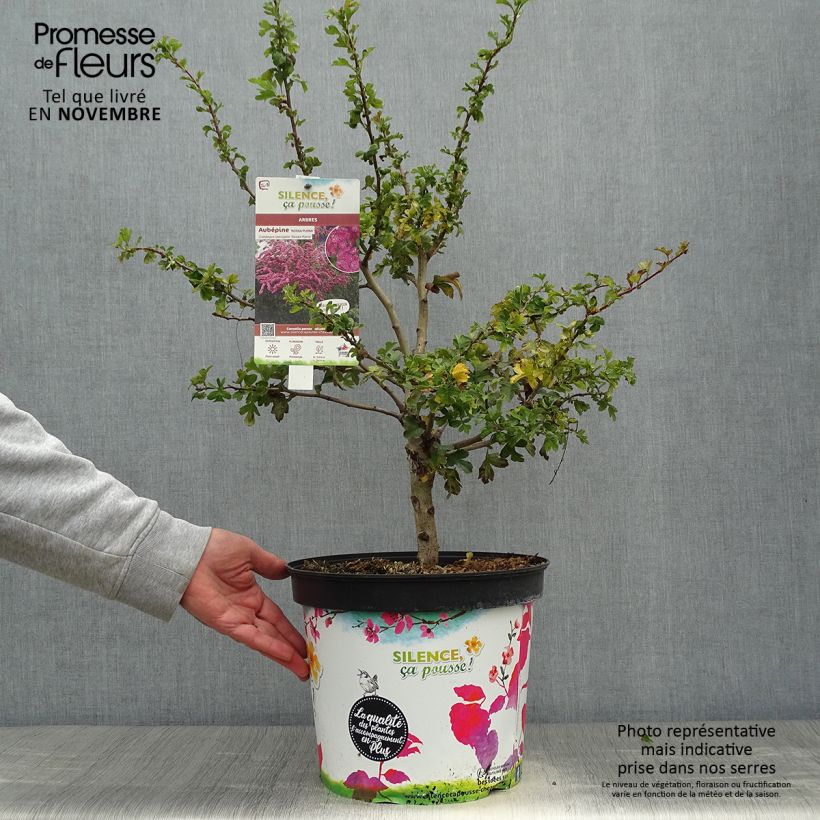 Exemplar von Crataegus laevigata Rosea Flore Pleno - Zweigriffliger Weißdorn Topf mit 7,5L/10L wie im Herbst geliefert