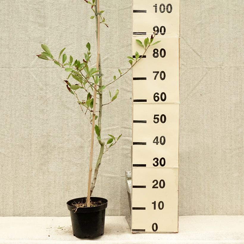 Exemplar von Crataegus lavallei Carrierei - Lederblättriger Weißdorn Topf mit 3L/4LGelieferte Höhe ca. 40cm wie im Sommer geliefert
