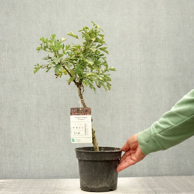 Exemplar von Crataegus monogyna Compacta - Eingriffliger Weißdorn Topf mit 3L/4LGelieferte Höhe ca. 30/40cm wie im Sommer geliefert