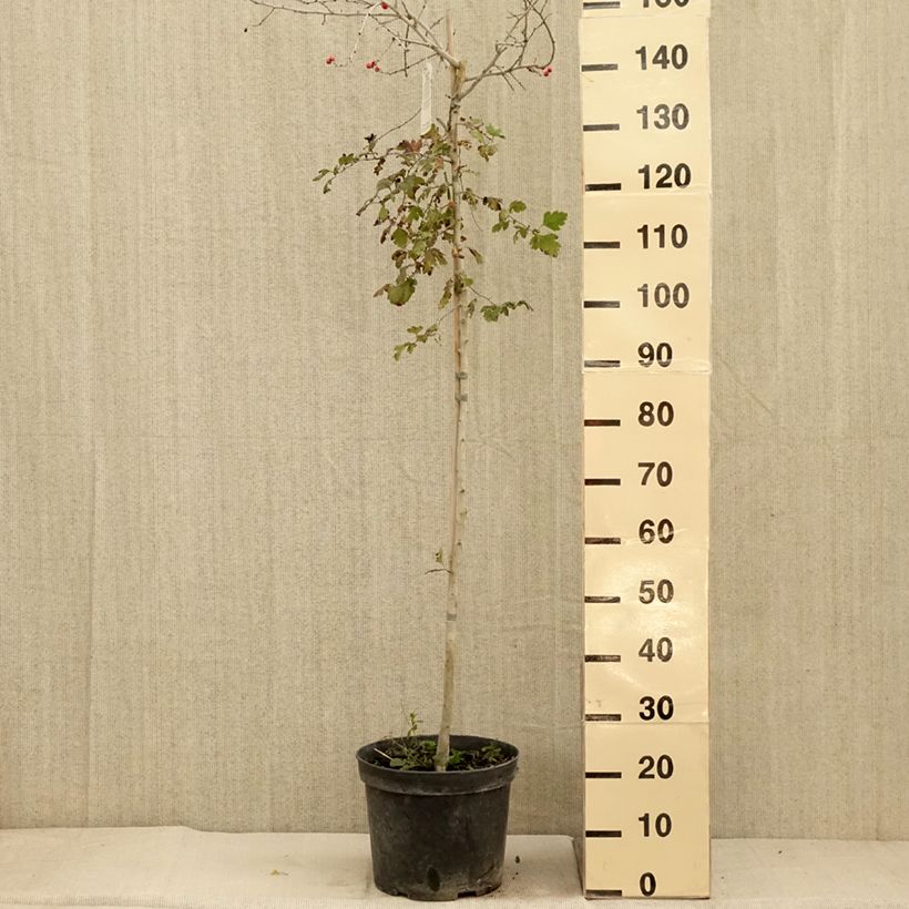 Exemplar von Crataegus monogyna Gireoudii - Eingriffliger Weißdorn Topf mit 12L/15L wie im Herbst geliefert