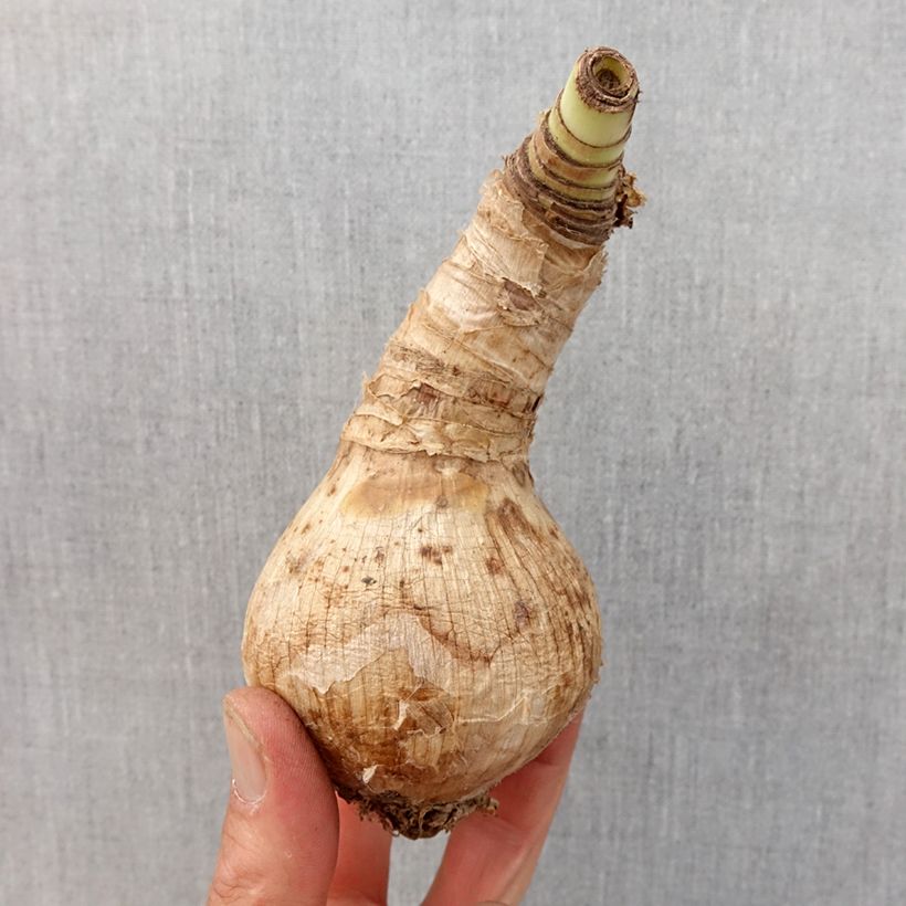 Exemplar von Crinum Ellen Bosanquet - Hakenlilie Zwiebel Kaliber/Größe 24+ wie im Frühjahr geliefert