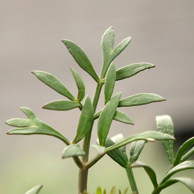 Meerfenchel - Crithmum maritimum (Laub)