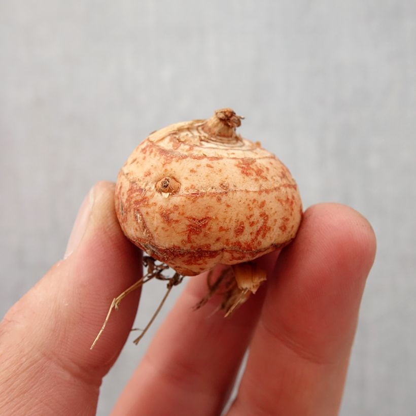 Exemplar von Montbretie Lucifer - Crocosmia Zwiebel Kaliber/Größe 10+ wie im Frühjahr geliefert