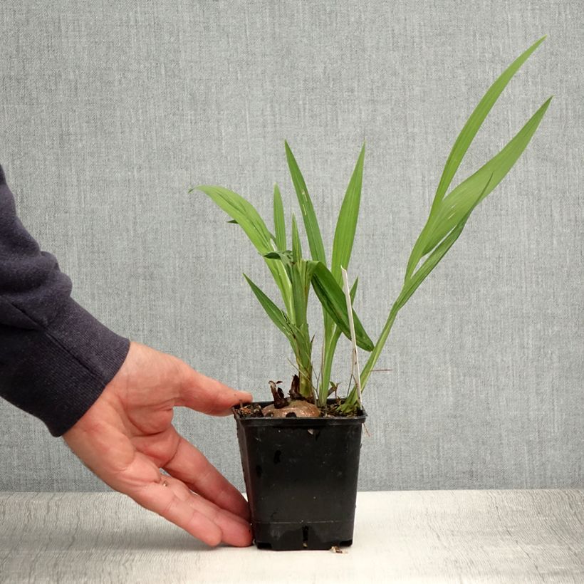 Exemplar von Montbretie Lucifer - Crocosmia Kleine Töpfe von 8/9 cm wie im Sommer geliefert
