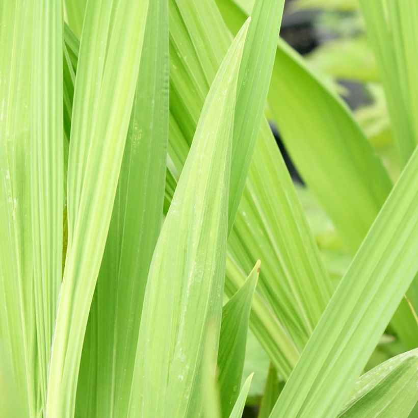 Montbretie Lucifer - Crocosmia (Laub)