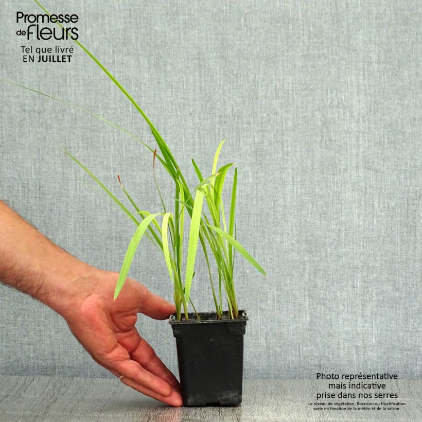 Exemplar von Montbretie Météore - Crocosmia Kleine Töpfe von 7/8 cm wie im Sommer geliefert
