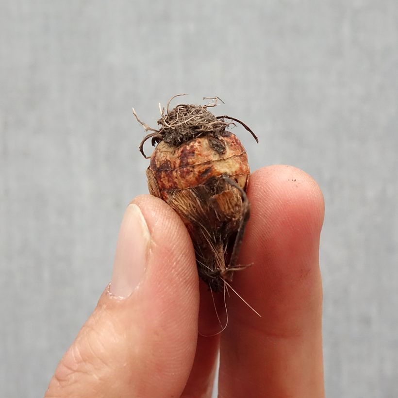 Exemplar von Montbretie Colombus - Crocosmia Zwiebel Kaliber/Größe 7+ wie im Frühjahr geliefert