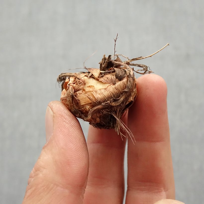 Exemplar von Montbretie Emily McKenzie - Crocosmia Zwiebel Kaliber/Größe 7+ wie im Frühjahr geliefert
