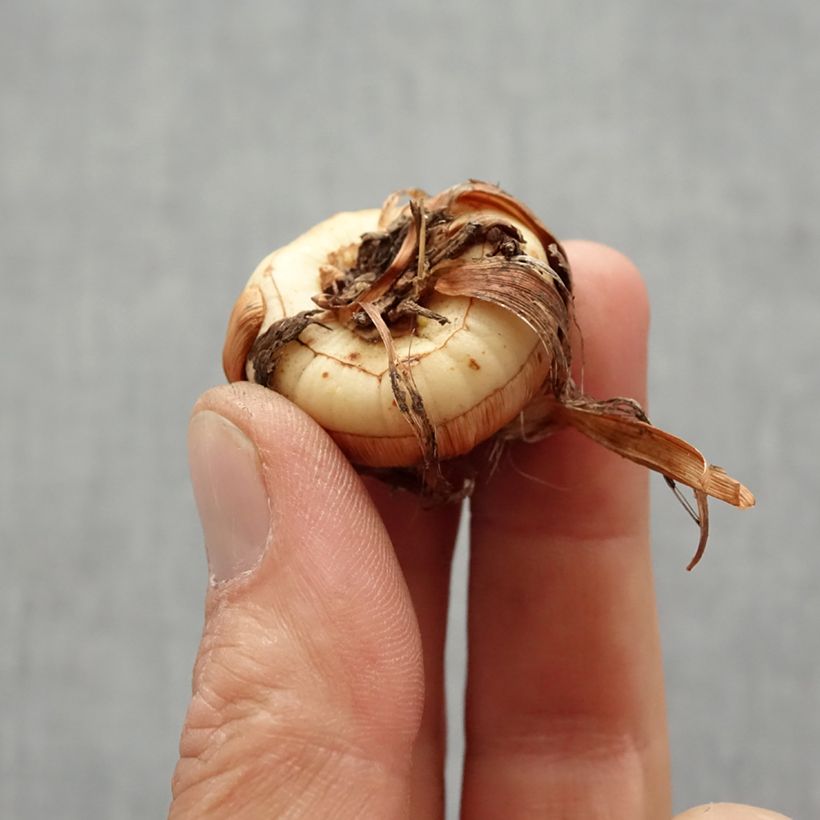 Exemplar von Montbretie Fire King - Crocosmia Zwiebel Kaliber/Größe 6+ wie im Frühjahr geliefert