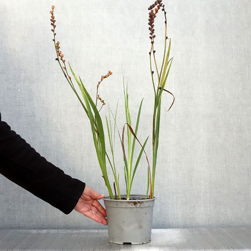 Exemplar von Montbretie Fire King - Crocosmia Topf mit 3L/4L Kaliber/Größe 6+ wie im Herbst geliefert