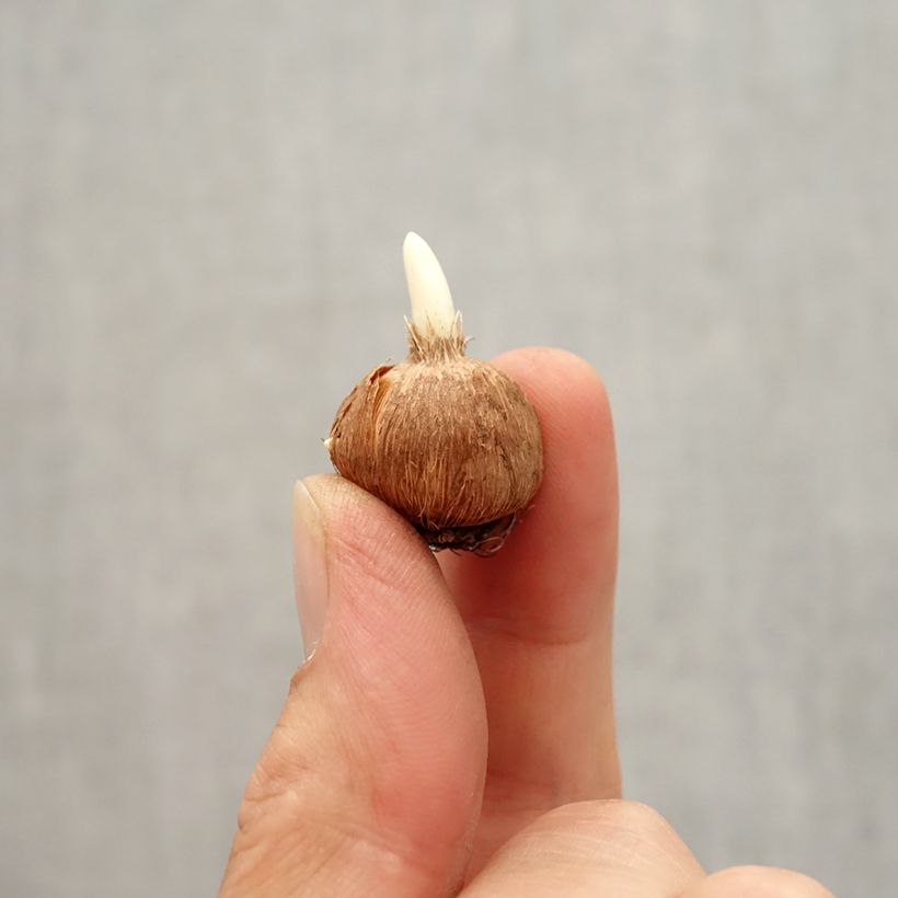 Exemplar von Großblütiger Krokus Little Amber - Crocus Zwiebel Kaliber/Größe I wie im Herbst geliefert