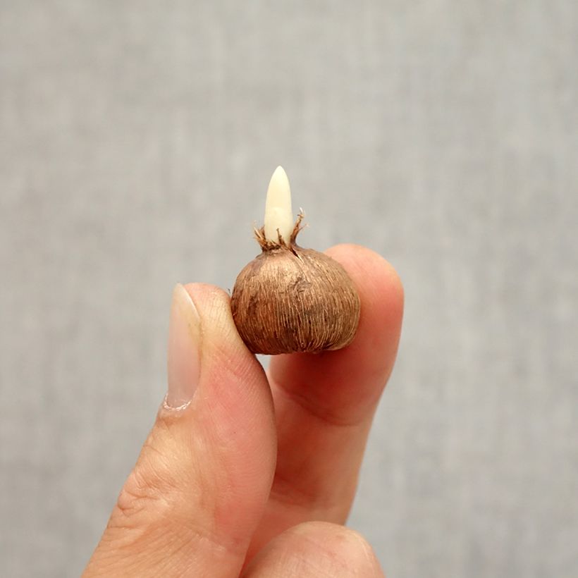 Exemplar von Frühlings-Krokus - Crocus vernus White Zwiebel Kaliber/Größe I wie im Herbst geliefert