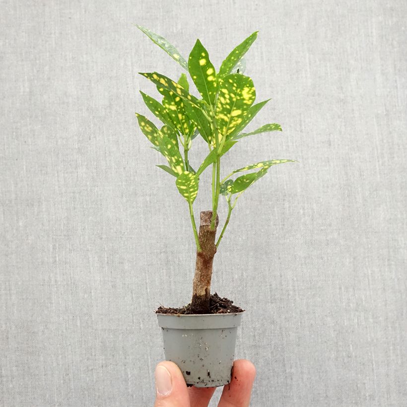 Exemplar von Kroton Aucubaefolia -  Wunderstrauch Mini-plante wie im Frühjahr geliefert