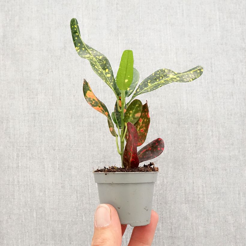 Exemplar von Kroton Mammie -  Wunderstrauch Mini-plante wie im Frühjahr geliefert