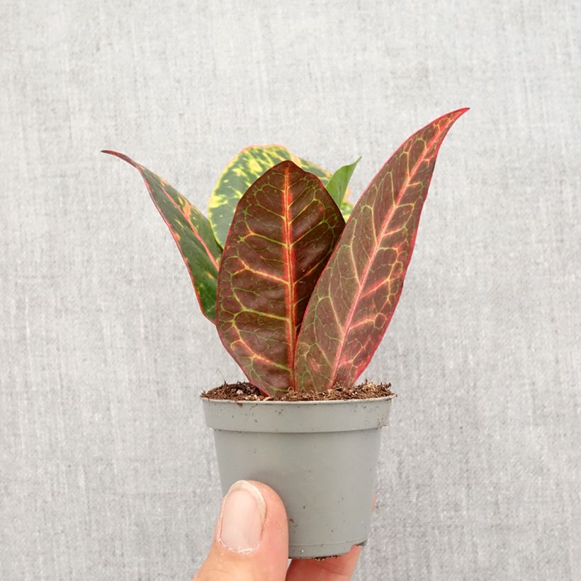 Exemplar von Kroton Petra -  Wunderstrauch Mini-plante wie im Frühjahr geliefert