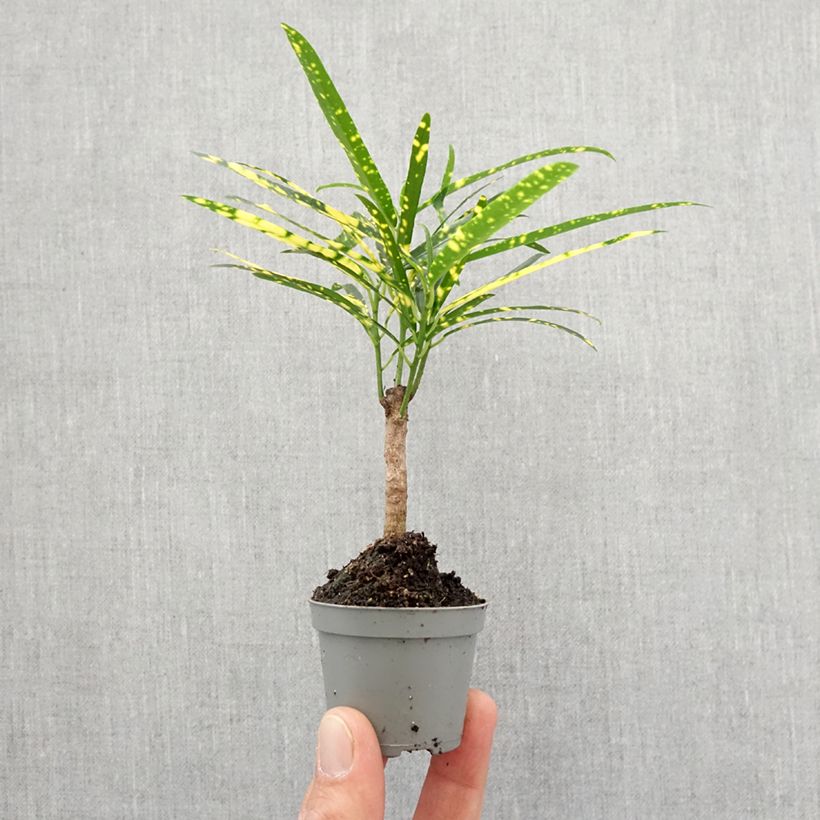 Exemplar von Kroton Pictum -  Wunderstrauch Mini-plante wie im Frühjahr geliefert