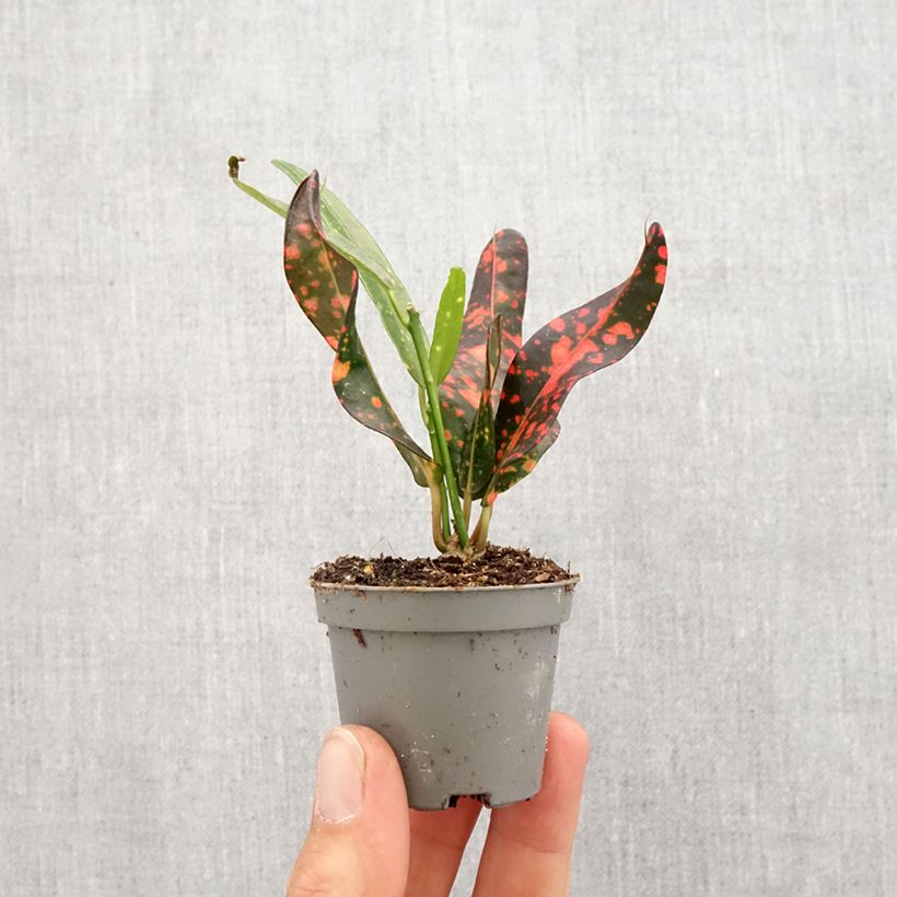 Exemplar von Kroton Red Batik -  Wunderstrauch Mini-plante wie im Frühjahr geliefert