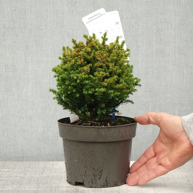 Exemplar von Cryptomeria japonica Compressa Topf mit 2L/3L wie im Frühjahr geliefert