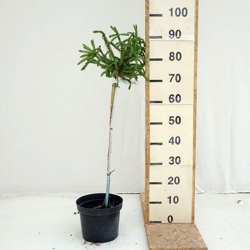 Exemplar von Cryptomeria japonica Dinger Topf mit 4L/5L wie im Sommer geliefert