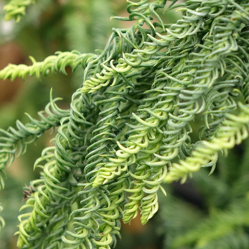 Cryptomeria japonica Kyara Gold® (Laub)