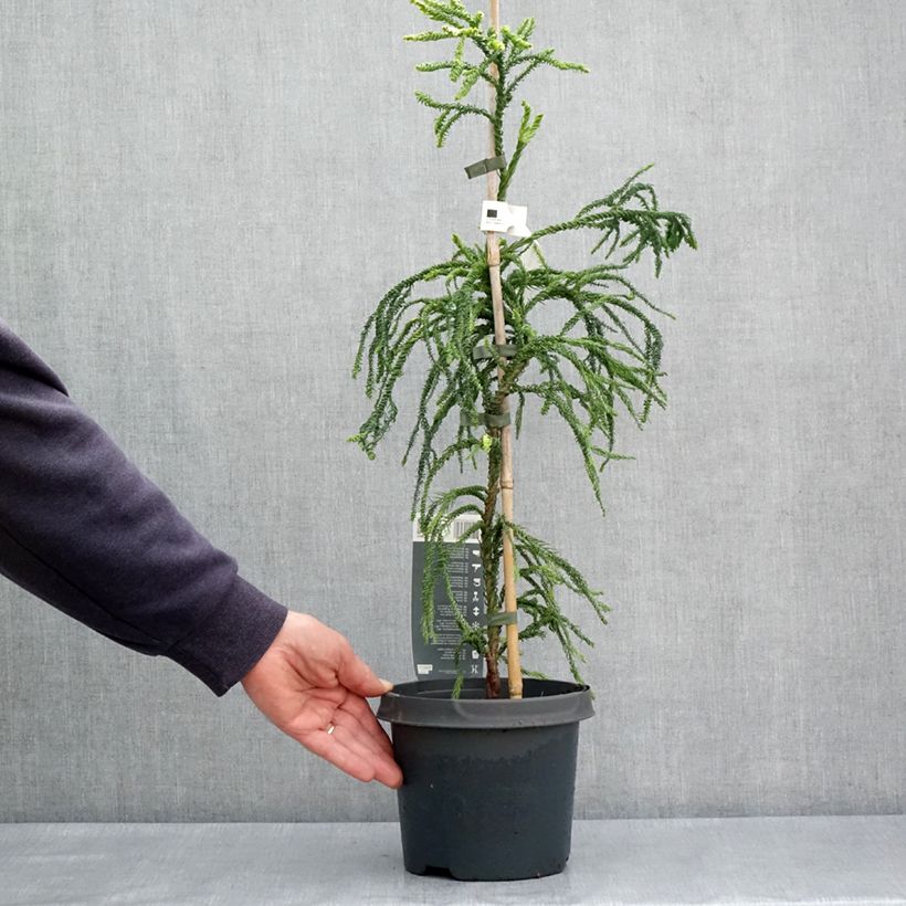 Exemplar von Cryptomeria japonica Kyara Gold® Topf mit 3L/4LGelieferte Höhe ca. 50/60cm wie im Frühjahr geliefert